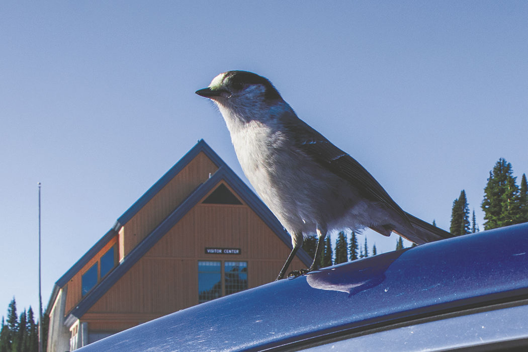 Photos: From Paradise in Mount Rainier National Park